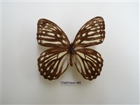 藏品(台灣斑眼蝶)的圖片